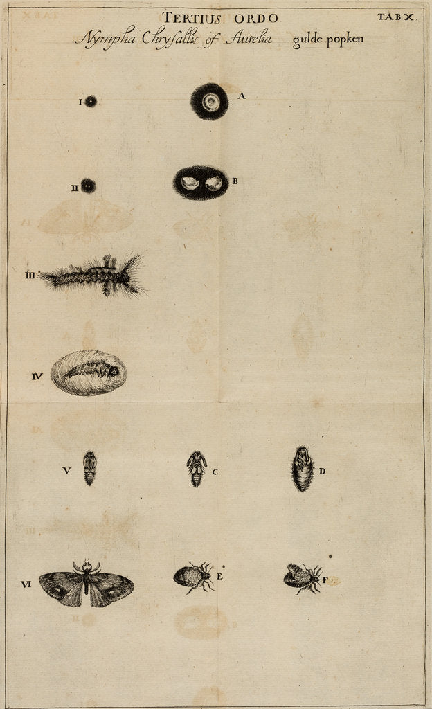 Detail of Life cycle of a butterfly by Jan Swammerdam
