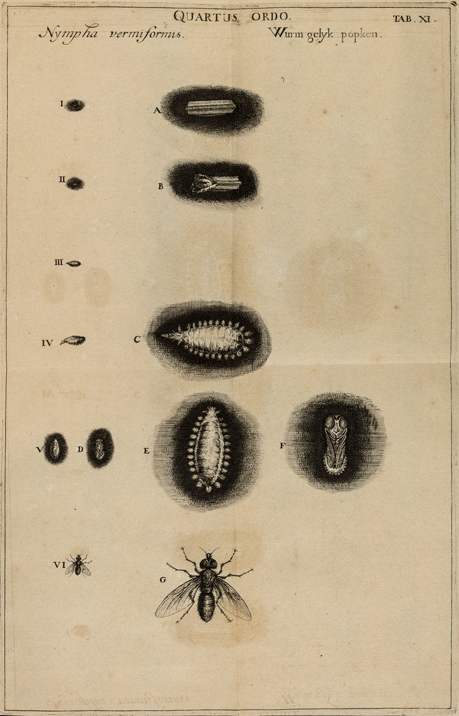 Detail of Life cycle of a fly by Jan Swammerdam