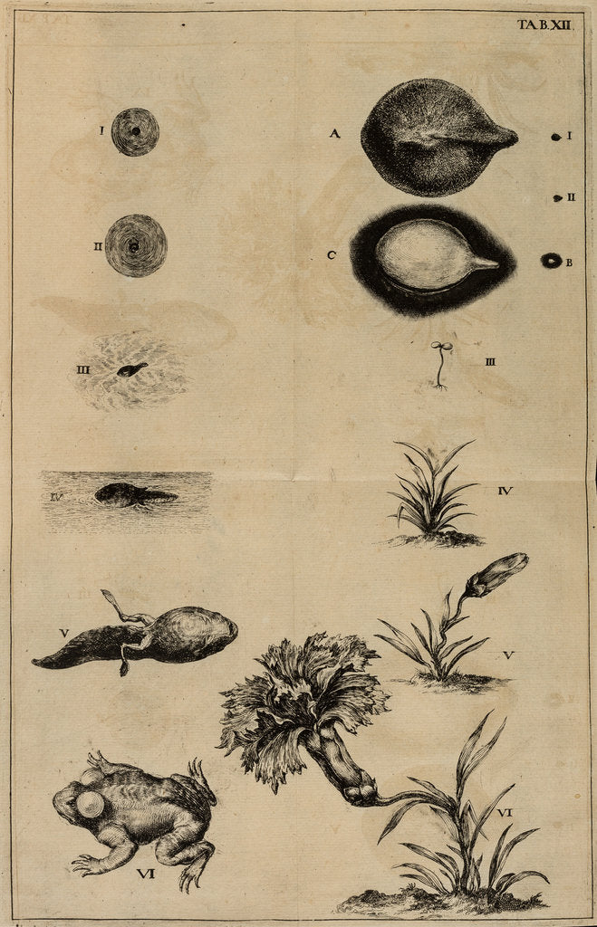 Detail of Life cycle of a frog and a plant by Jan Swammerdam