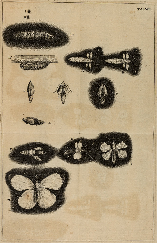 Detail of Life cycle of a moth by Jan Swammerdam