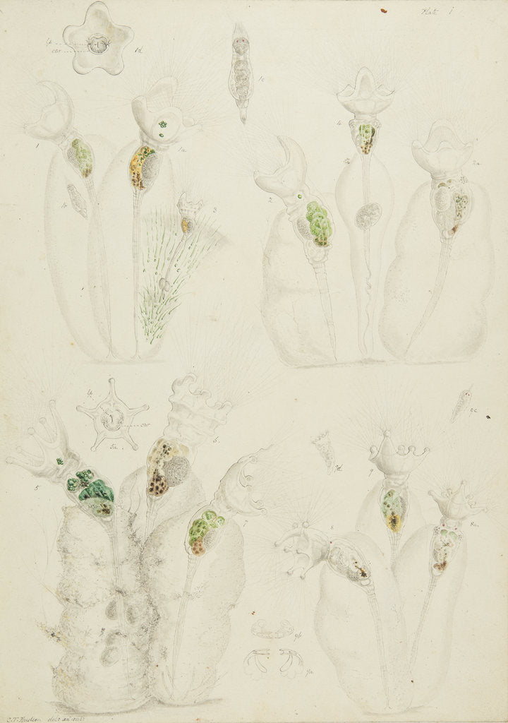 Detail of Collotheca rotifers by Charles Thomas Hudson