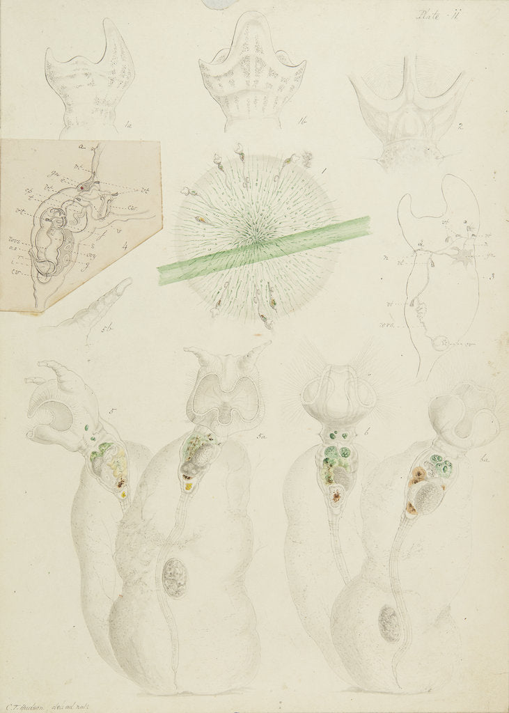 Detail of Collotheca rotifers by Charles Thomas Hudson