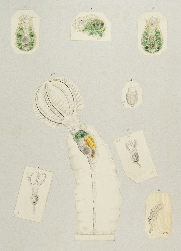 Detail of Rotifera by Charles Thomas Hudson