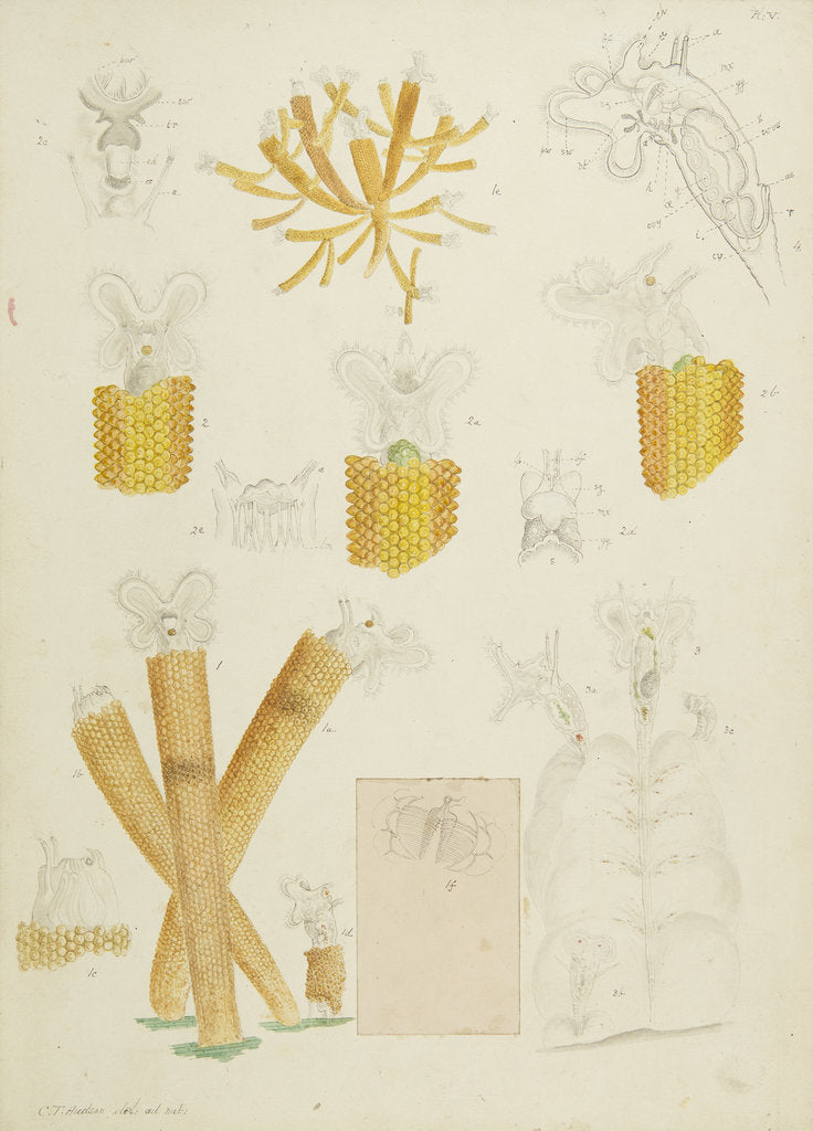 Detail of Floscularia rotifers by Charles Thomas Hudson