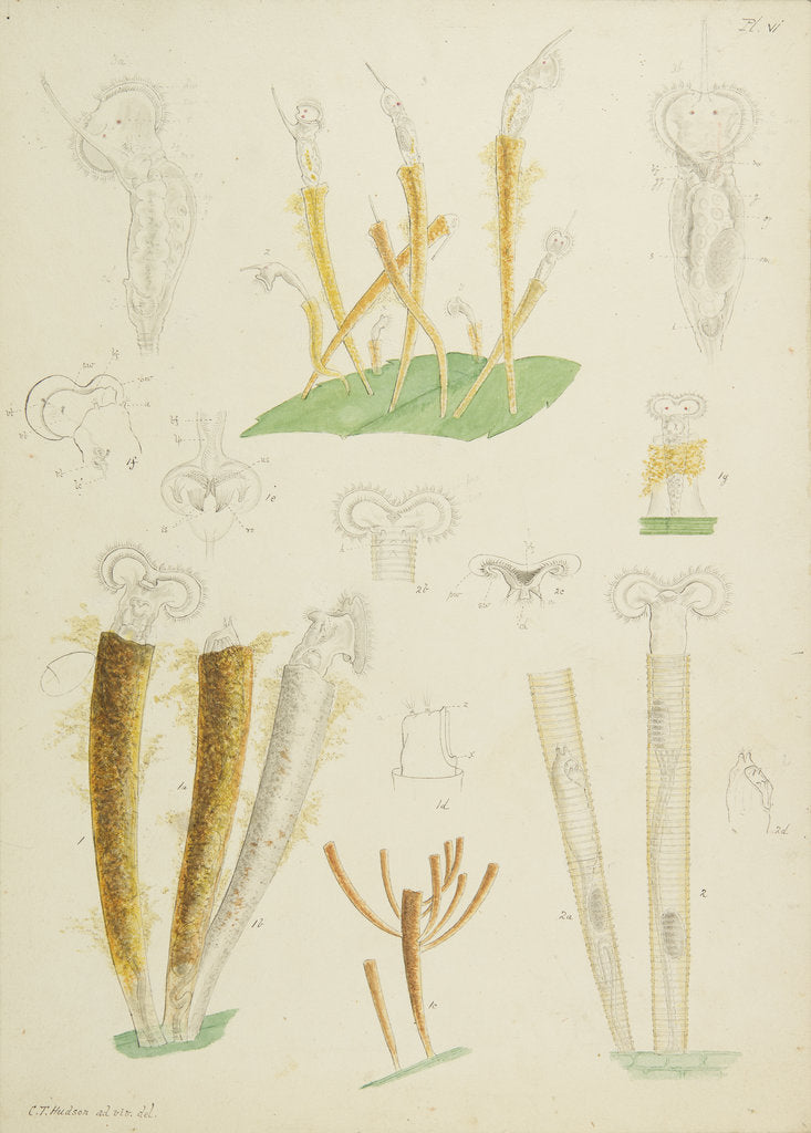 Detail of Límnias rotifers by Charles Thomas Hudson