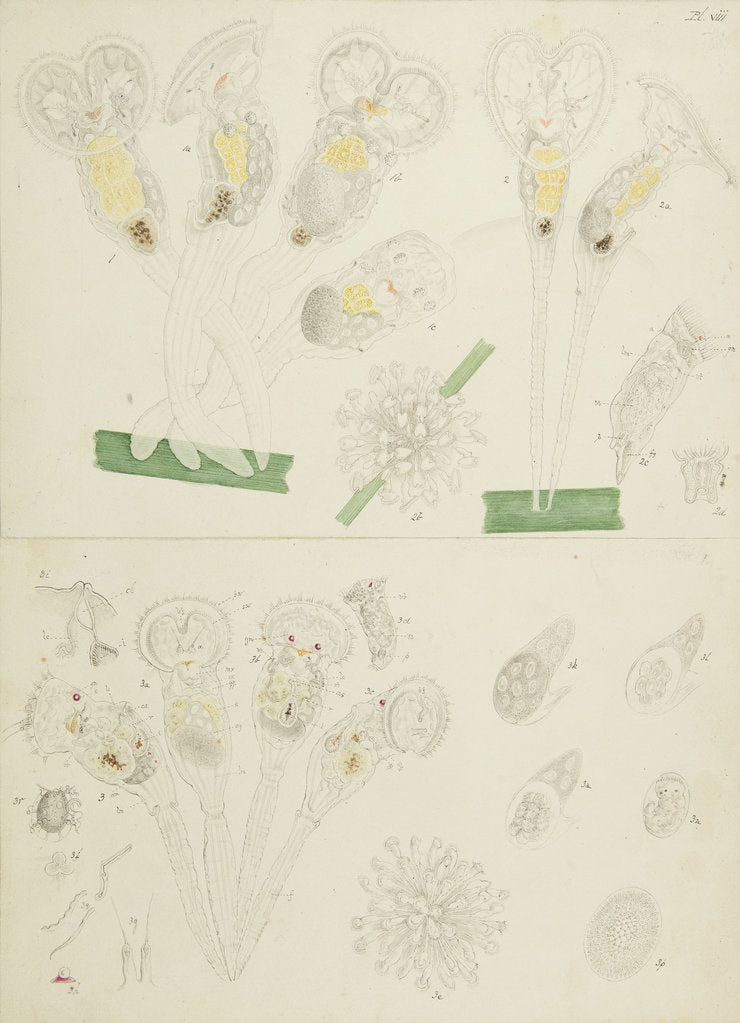 Detail of Rotifer by Charles Thomas Hudson
