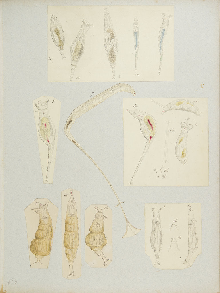 Detail of Rotifer by Charles Thomas Hudson