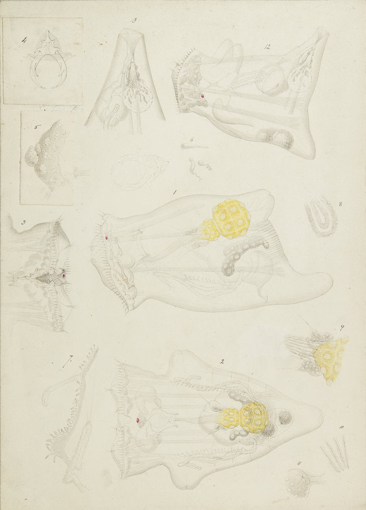 Detail of Rotifer by Charles Thomas Hudson