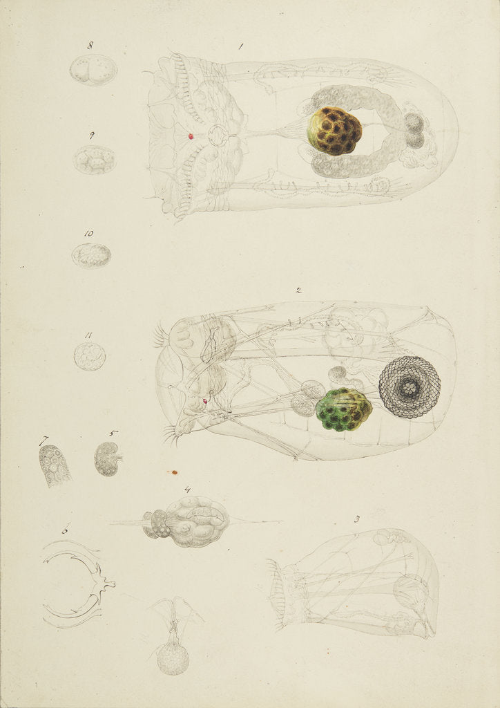 Detail of Rotifer by Charles Thomas Hudson