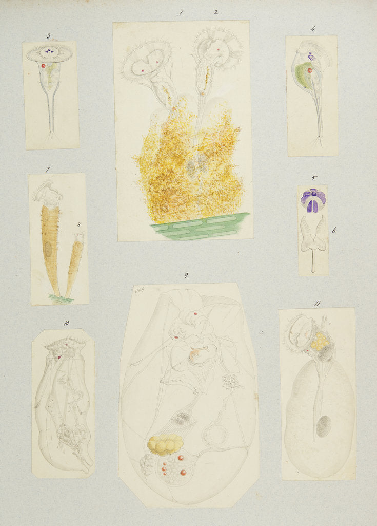 Detail of Rotifer by Charles Thomas Hudson