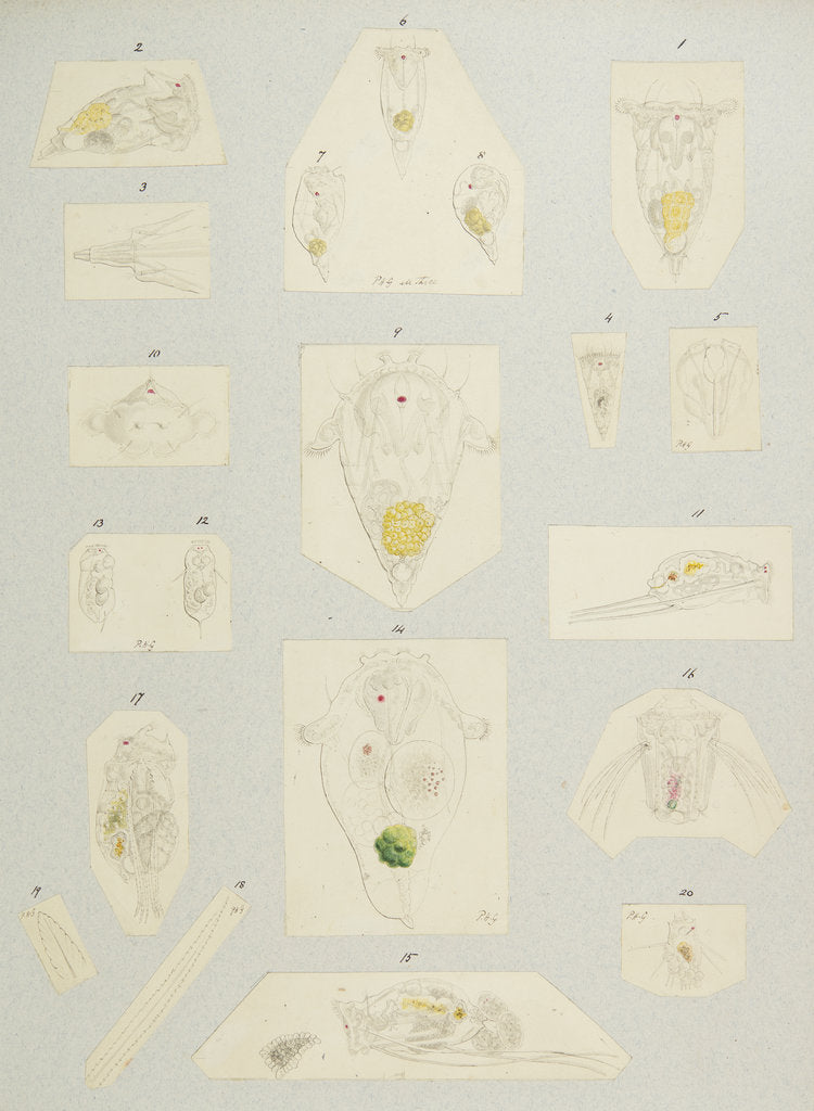 Detail of Rotifer by Charles Thomas Hudson