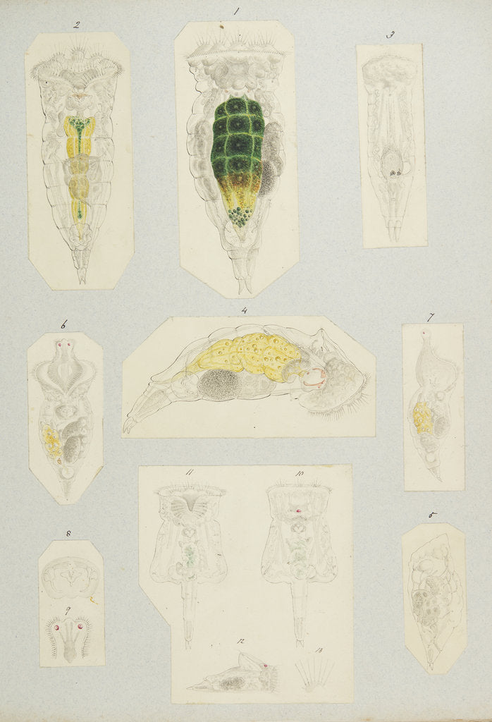 Detail of Rotifer by Charles Thomas Hudson