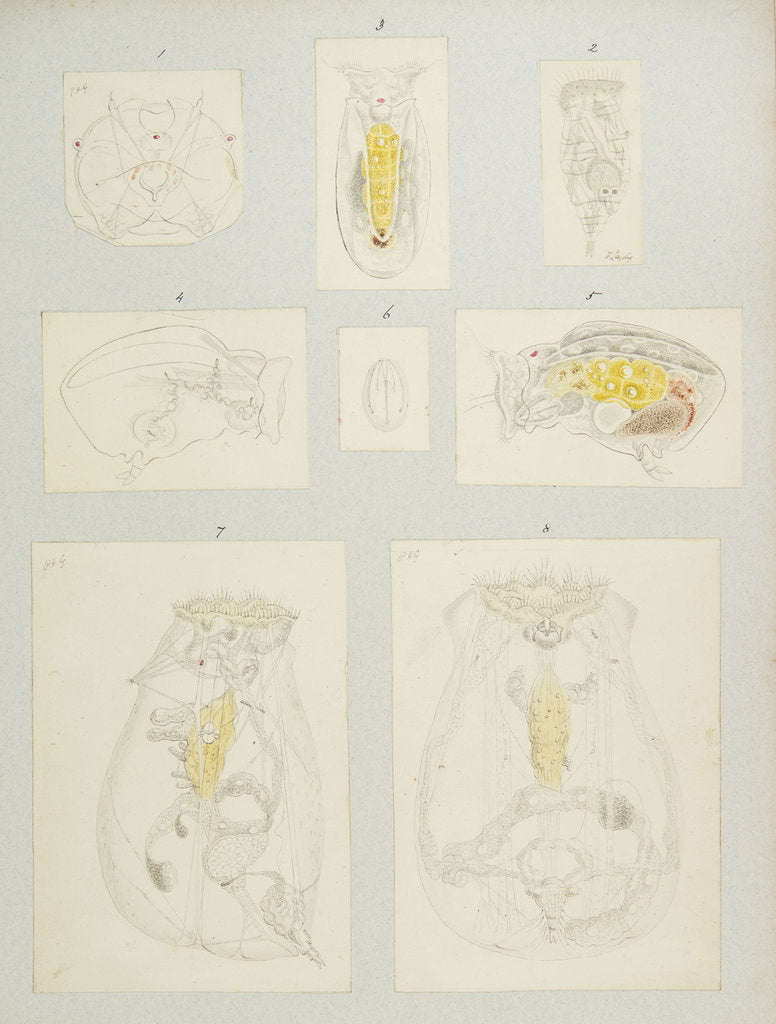 Detail of Rotifer by Charles Thomas Hudson