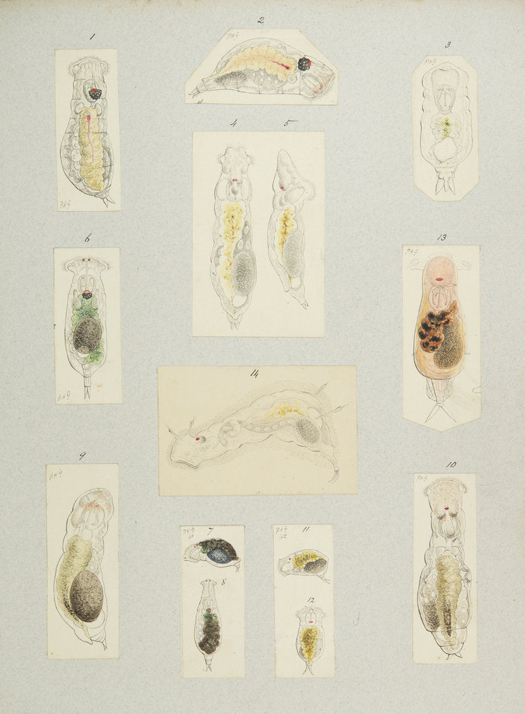 Detail of Rotifer by Charles Thomas Hudson