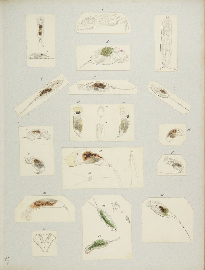 Detail of Rotifer by Charles Thomas Hudson