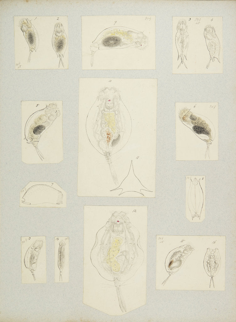 Detail of Rotifer by Charles Thomas Hudson