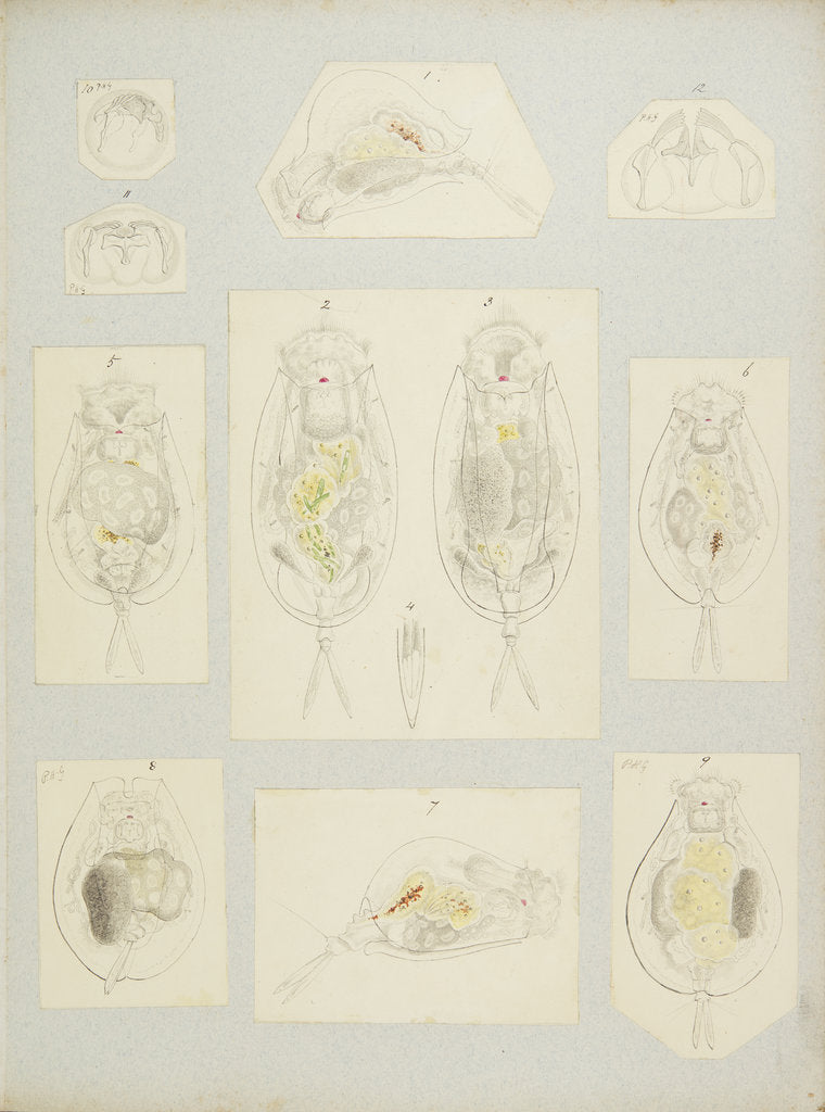 Detail of Rotifer by Charles Thomas Hudson