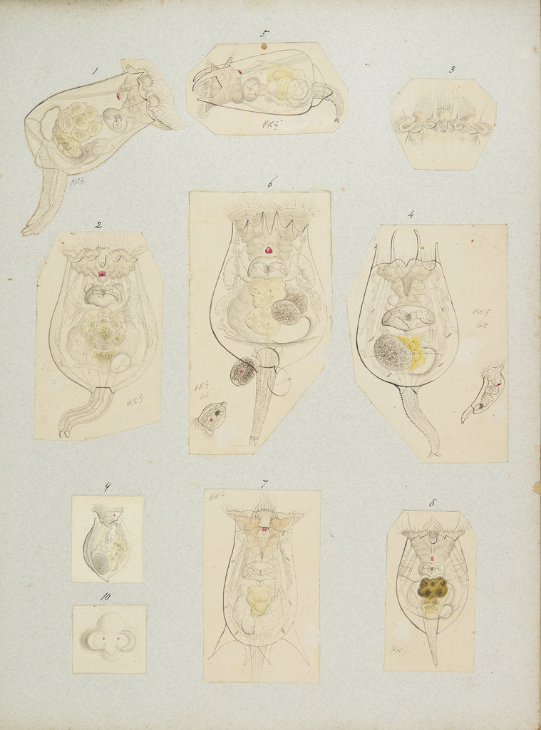 Detail of Rotifer by Charles Thomas Hudson