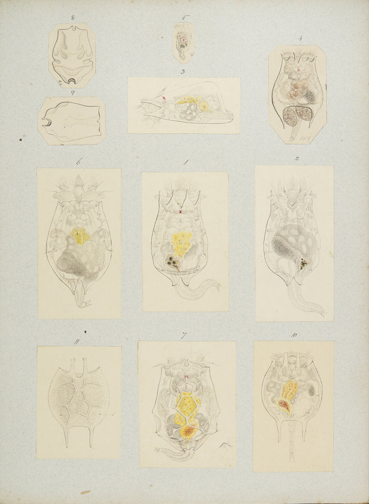 Detail of Rotifer by Charles Thomas Hudson