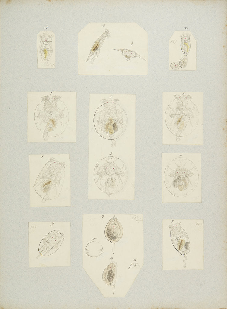 Detail of Rotifer by Charles Thomas Hudson