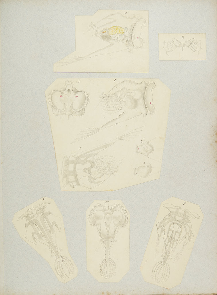 Detail of Rotifer by Charles Thomas Hudson