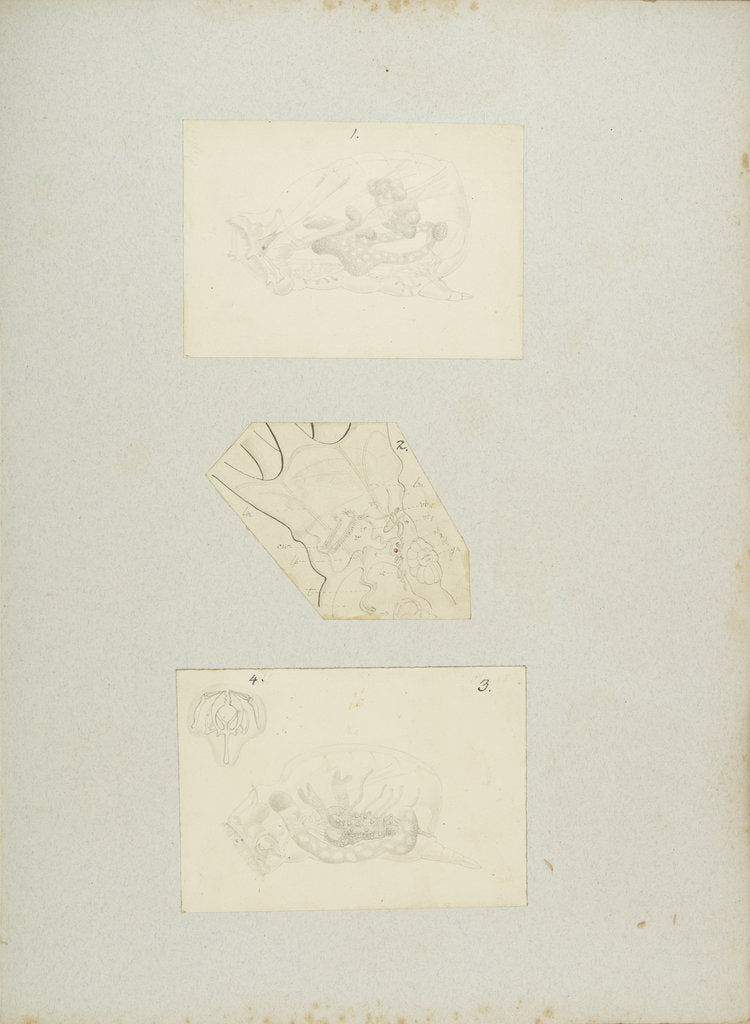 Detail of Rotifer by Charles Thomas Hudson