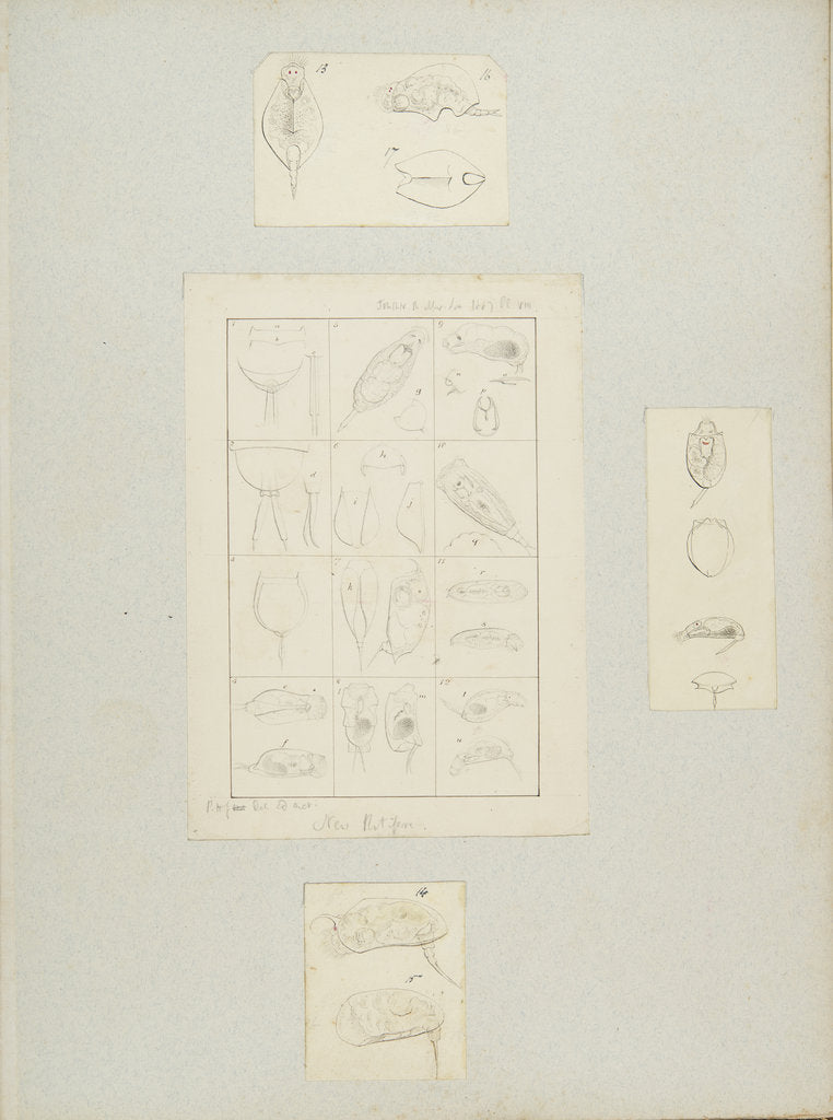 Detail of Rotifer by Charles Thomas Hudson