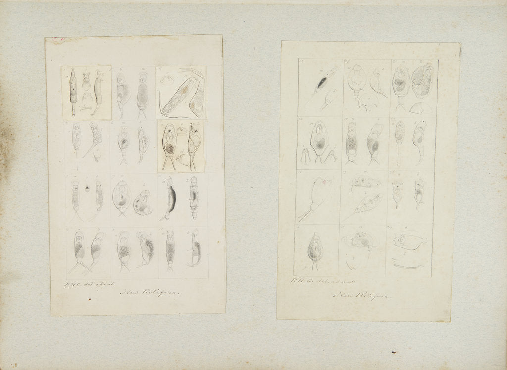 Detail of Rotifer by Philip Henry Gosse