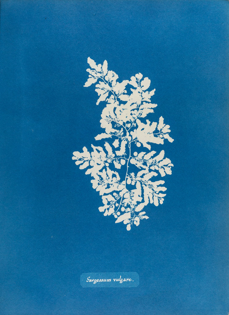 Detail of Sargassum vulgare by Anna Atkins