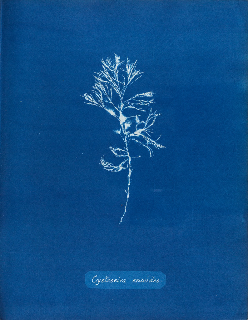 Detail of Rainbow bladderweed by Anna Atkins