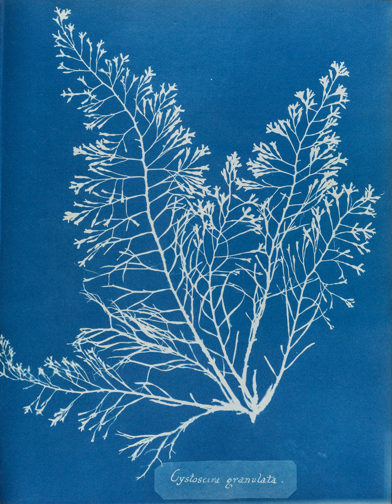 Detail of Cystoseira granulata by Anna Atkins