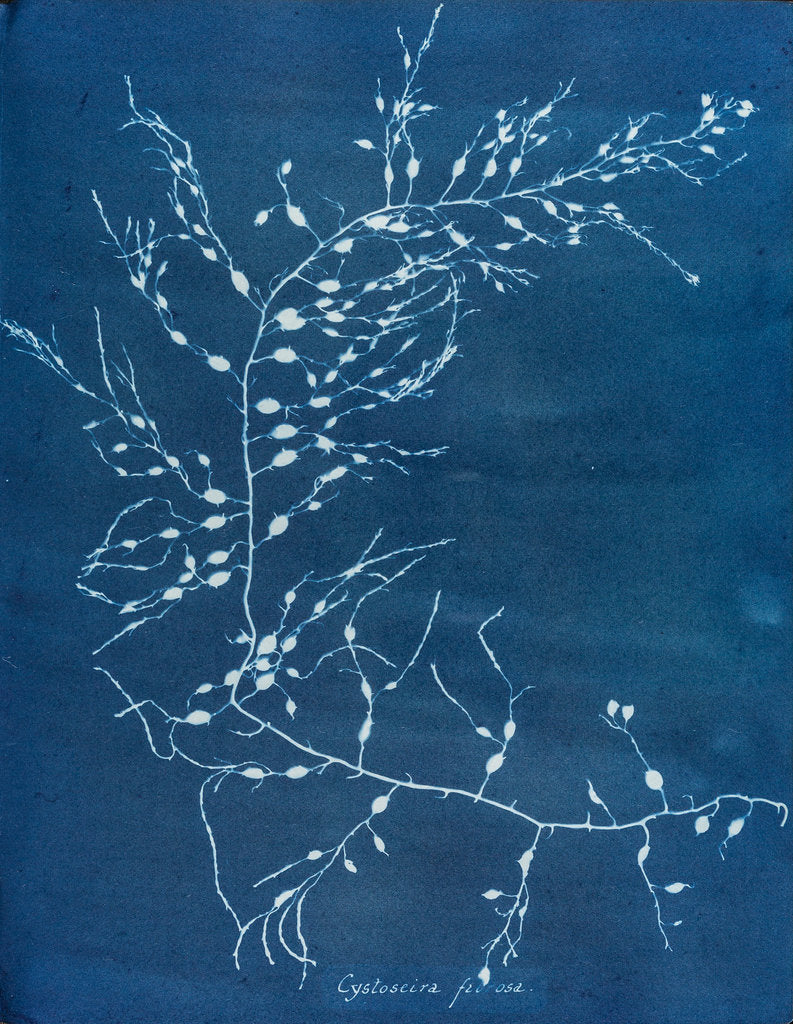 Detail of Cystoseira fzurosa by Anna Atkins