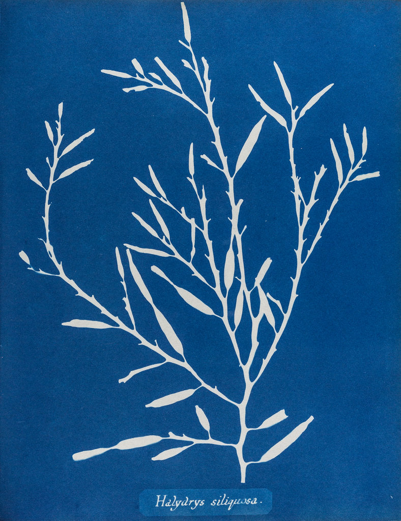 Detail of Sea oak by Anna Atkins