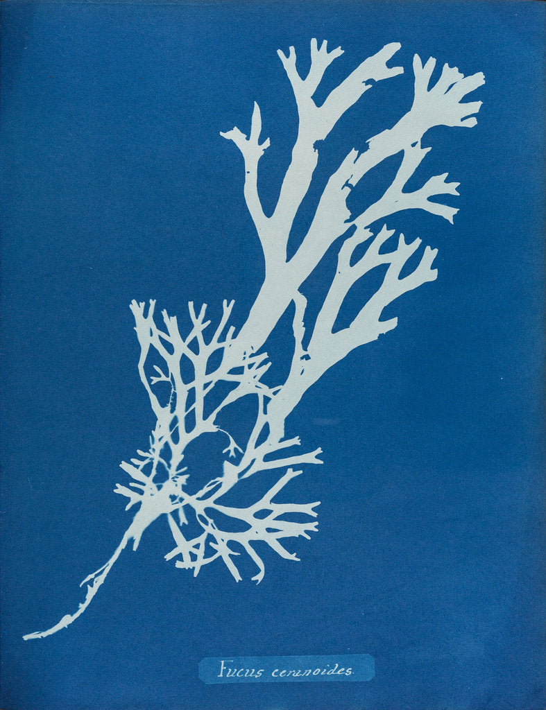 Detail of Horned wrack by Anna Atkins