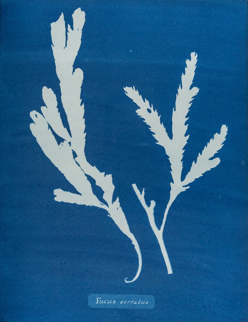 Detail of Toothed wrack by Anna Atkins