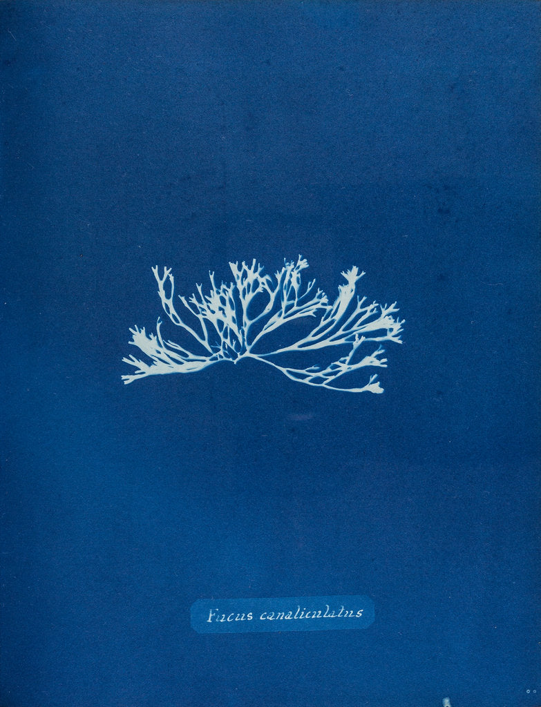 Detail of Fucus canaliculatus by Anna Atkins