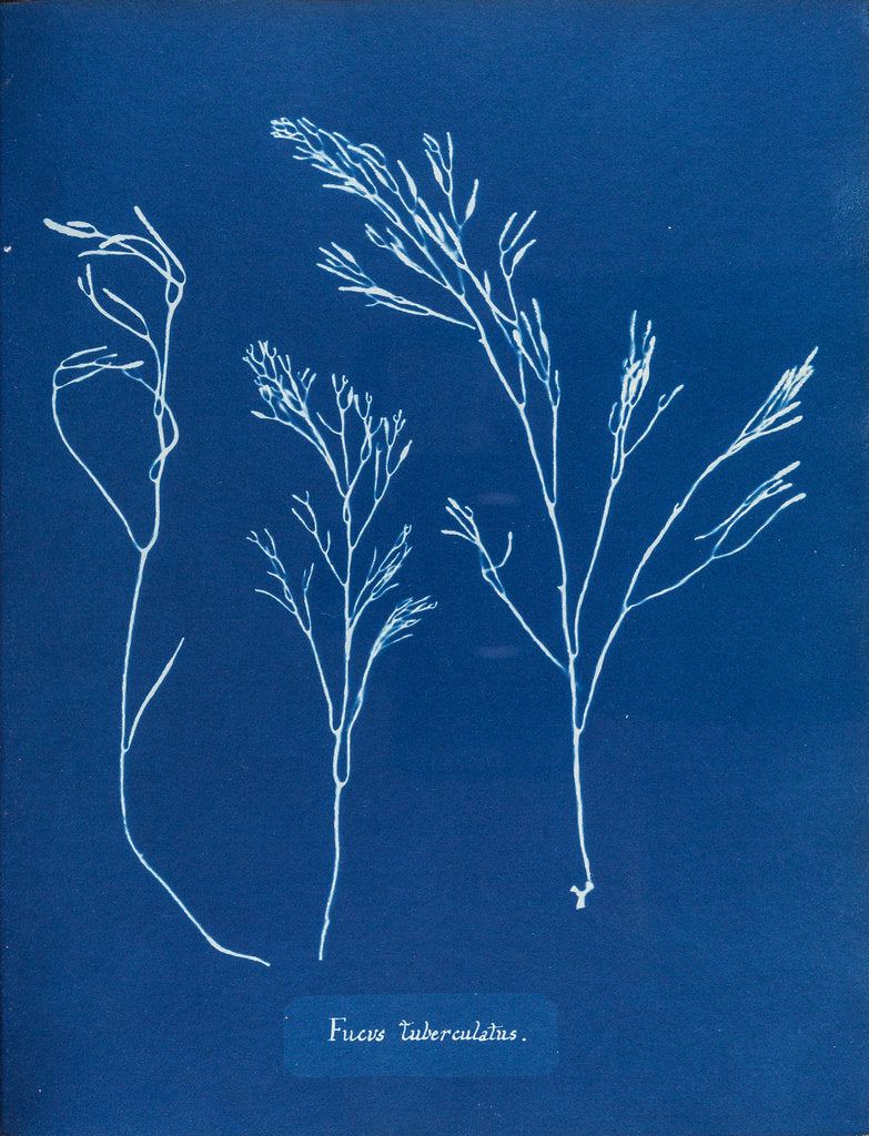 Detail of Fucus tuberculatus by Anna Atkins