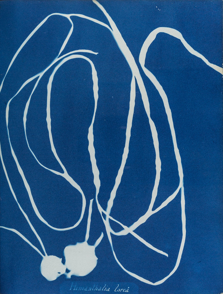 Detail of Himanthalia lorea by Anna Atkins