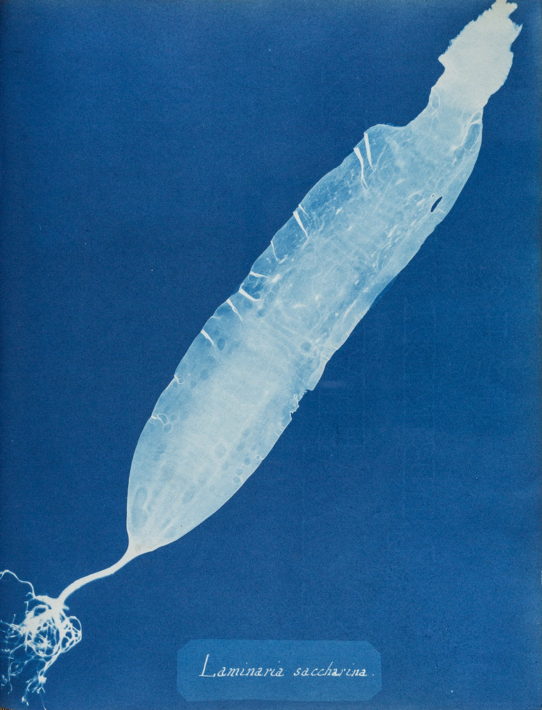 Detail of Sea belt by Anna Atkins