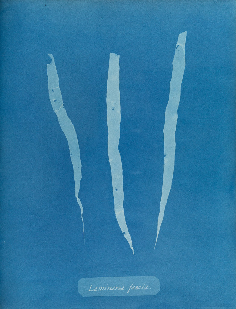 Detail of Laminaria fascia by Anna Atkins