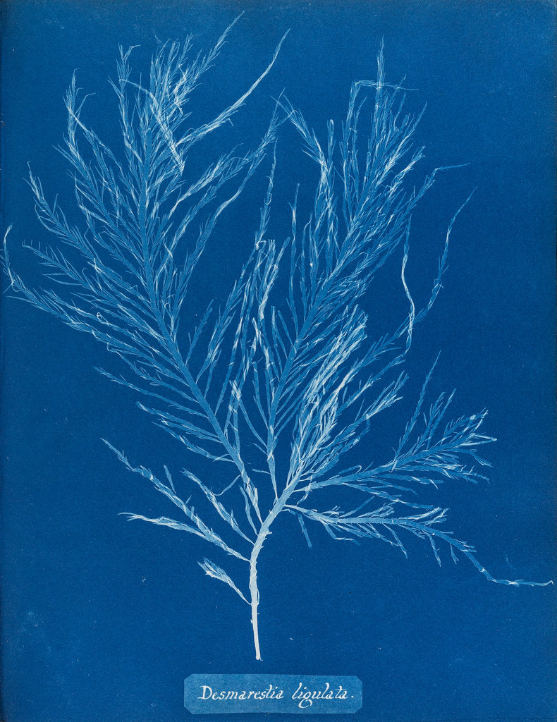 Detail of Sea sorrel by Anna Atkins