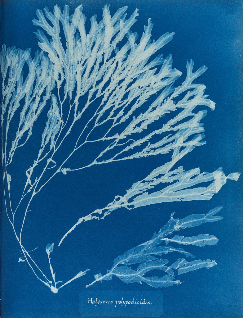 Detail of Halyseris polypodioides by Anna Atkins