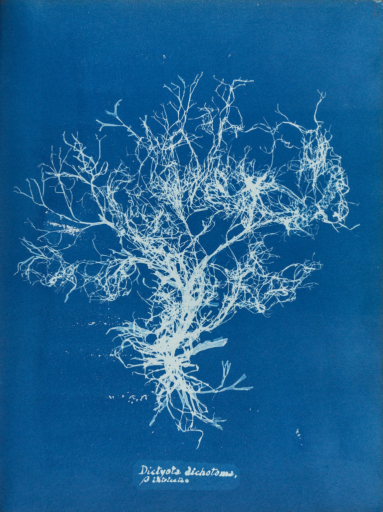 Detail of Dictyota dichotoma by Anna Atkins