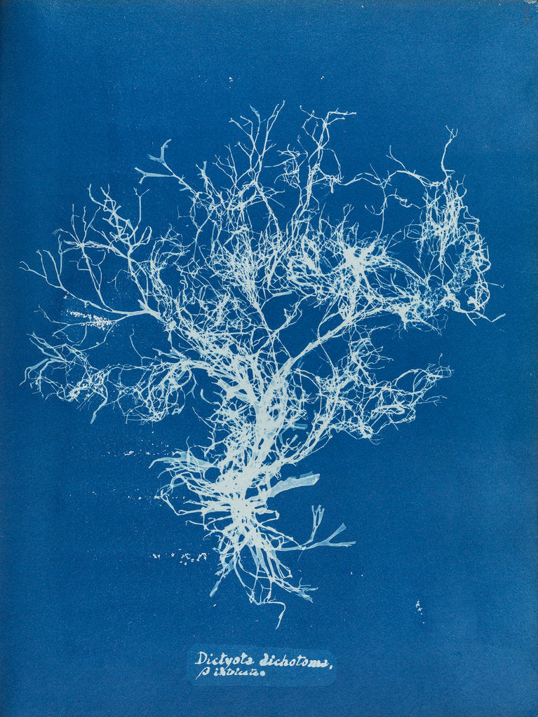 Detail of Dictyota dichotoma by Anna Atkins