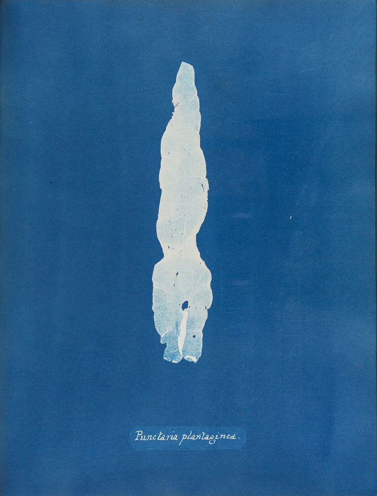 Detail of Puntaria plantagine by Anna Atkins