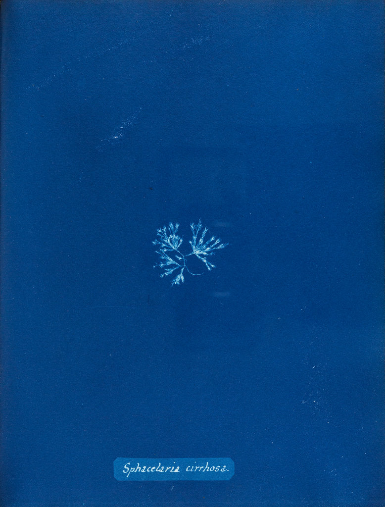 Detail of Sphaccelaria cirrhosa by Anna Atkins