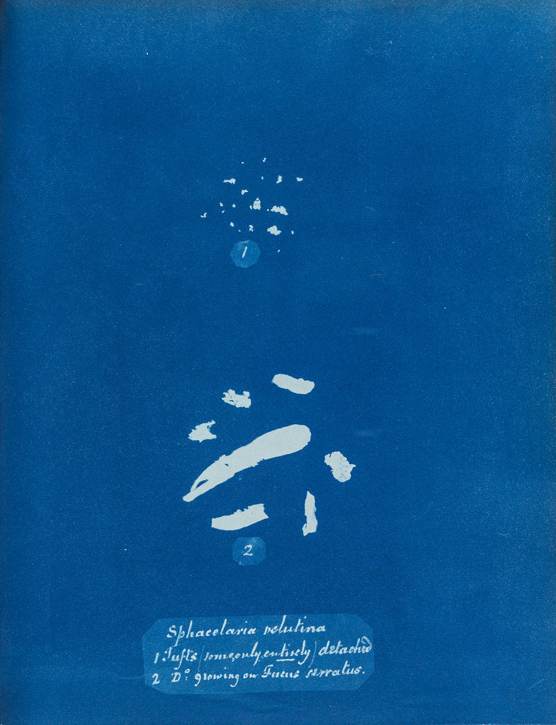 Detail of Sphacelaria velutina by Anna Atkins