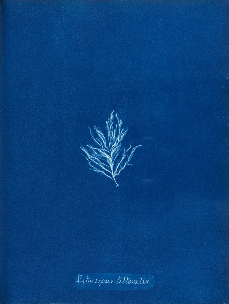 Detail of Ectocarpus littoralis by Anna Atkins