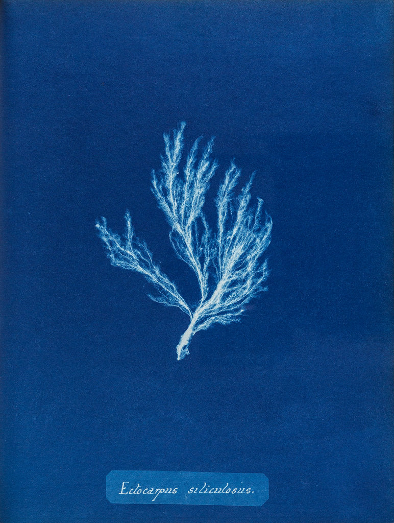 Detail of Ectocarpus siliculosus by Anna Atkins