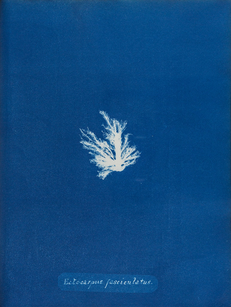 Detail of Ectocarpus fascieulatus by Anna Atkins